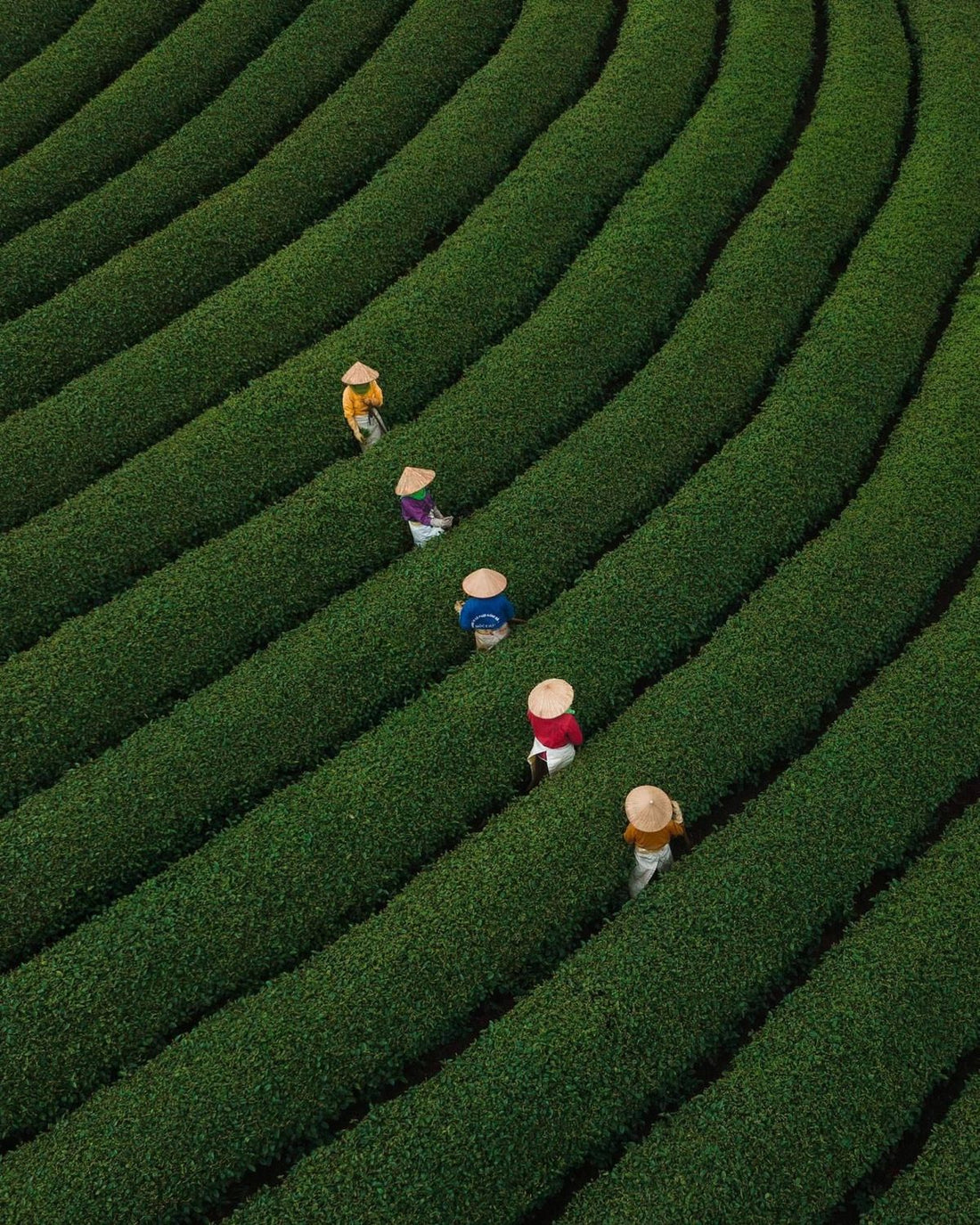 Laiko kapsulė puodelyje