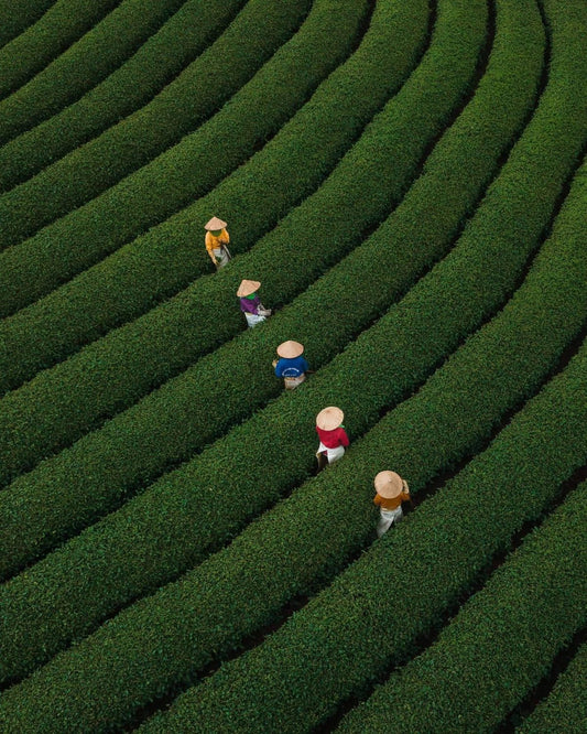 Laiko kapsulė puodelyje